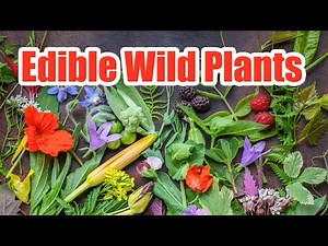 The Joy of Foraging Discovering Edible Wild Plants