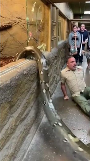 Giant Python Escapes Enclosure!