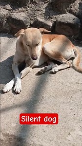 how to dog silent sleep#shortsviral #shortvideos #Village pet animal