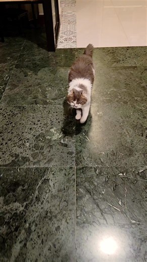 Little grumpy cat🐈 #grumpycat #cat #catlover #friendsfollowersViewers | Akosivicvic Javiervicedo