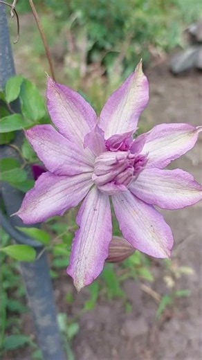 My Clematis Finally Started Blooming 🌸 #flowers #garden