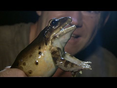 Very Upset Screaming Frog | Deadly 60 | BBC Earth Explore