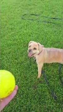 !​Mutley is enthusiastically enjoying his walks with us again!