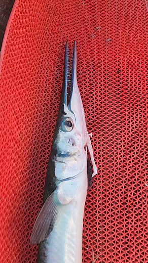 Angling at St Martins Island | Mohsin ul Hakim