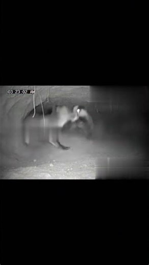Badger vs Fox | Brutal Den Fight Caught on CCTV#shorts
