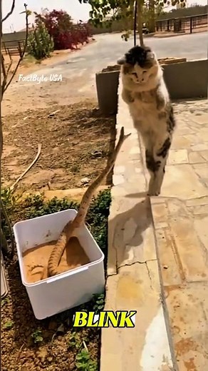 Why Cats Almost Always Survive Snake Attacks 😱