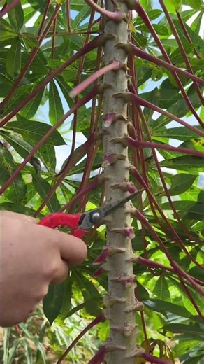 St 46084 mini rotary tillage and ridging all-in one tree 🌲 short view#subscribe