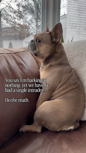 I mean, he’s got a point… #dogs #doglover #dogreels #dogoftheday #dogsofinstagram #doglife #petfriendly #cutedog #frenchiesofinstagram #frenchbulldog #fblifestyle | Tungsten the Frenchie