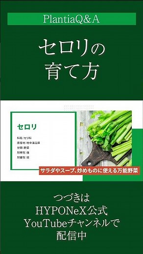 ☘248: [Q&A] How to grow celery | Tips for growing it deliciously and how to harvest it? We also i...