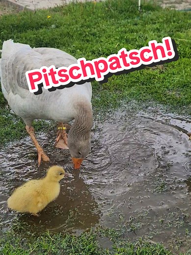 Beste Mama! Gänse und ihre süßen Tiere