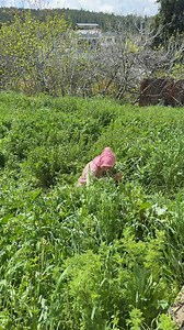 188K views · 3.8K reactions | Nenem dedi ki: “Kızım Hatçem, canım pazı istedi, git bahçeye pazı topla gel.” Ben de çıktım, ama bizim değil komşumuzun bahçesine girdim ot toplamaya. Ne demişler, “Ev alma, komşu al.” Bugün yiyeceğimiz otları oradan topladım. Biz Egeliler olarak canımız et değil, ot çeker! | Hatice Nur Ege | Facebook