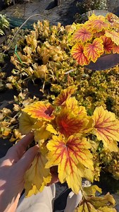💛 Heuchera ‘Red Lightning’ Величезне жовте листя, пронизане червоними прожилками - мов спалахи блискавок. Цей сорт створює ефект світла навіть у півтіні й зберігає колір упродовж усього сезону. 🏷️ Ціна - 165 грн ⏳ Забирайте, поки діють знижки! | Дендроферма сім'ї Бережнюк
