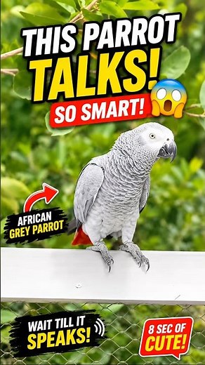 🦜 Meet the Genius African Grey!