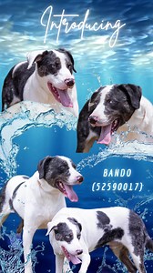 🐾💙With eyes you can drown in, this handsome young 3-year-old Catahoula mix is looking to sweep you off your feet 🌊‼️ Meet Bando (52590071), an active young man who's looking for a DOG SAVVY family with OLDER dog savvy kiddos‼️ Bando was surrendered to us, & here's what we know about him: 🐾💙 Bando is housetrained crate trained 🐾💙knows basic commands like sit stay lay come, but will need correction from time to time 🐾💙shy at first, but becomes very friendly 🐾💙Loves exploring the outdoor
