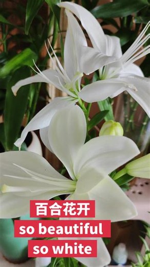 #真实生活分享计划#养花是治愈自己的最好的方式 #爱生活，爱养花，生活才有趣 百合花开So beautiful, so white.