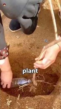 How to Grow Trees in the Middle of a Desert! 🌵🌲