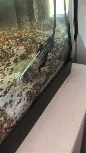 time to clean the turtle tank #turtle #turtleclub