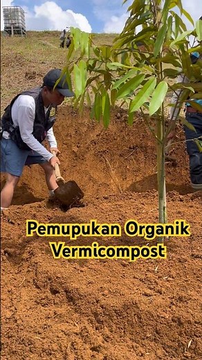 Tutorial on organic fertilization Vermicompost in durian planting media using mound system