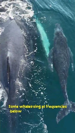 "Ocean Secrets Shocked You! Watch the Vibrating Bloop!"