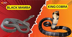 King Cobra vs Black Mamba: Check the Key Differences