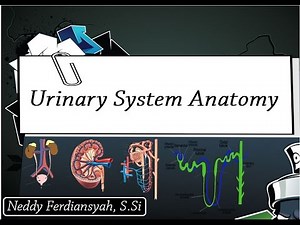 Urinary System Anatomy