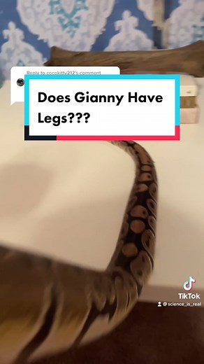 Evolutionary Science: Exploring Vestigial Limbs in Ball Pythons