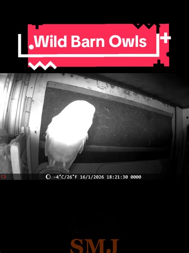 We have Barn Owls back in our valley! unfortunately not in the most ideal location, so we will be building a new next box ready for the spring #wildowl #barnowl #trailcam