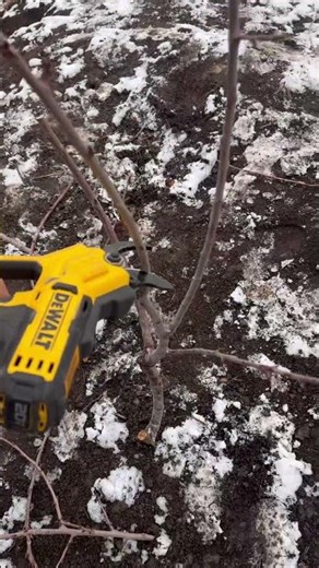 Electric Pruner vs. Tiny Hazelnut Tree” 🌿⚡