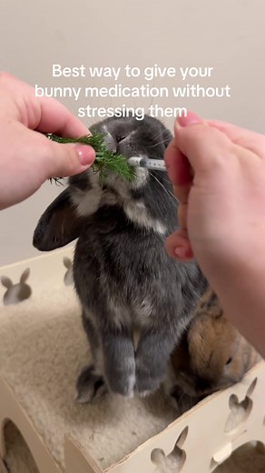 Easy and Stress-Free Rabbit Medication Administration