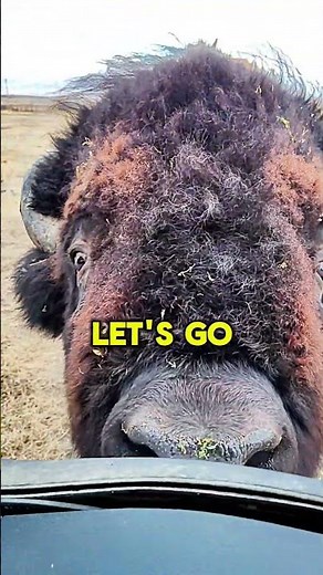 A Bison jumped up at us!!! 😱🦬 What should we do?? 👻 #bison #bisons #buffalo #buffalos #pet #pets #da