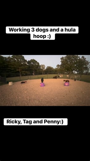 114 reactions | Working 3 dogs at once and trying to get sheep through a hula hoop for the first time:) #dogs #sheep #training | Cluck Ranch | Facebook