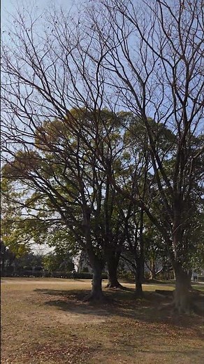 大中遺跡公園で自然を感じる🍃 #播磨町 #大中遺跡公園