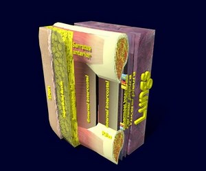 ArtStation - Thorax thoracic wall layers animated | Resources