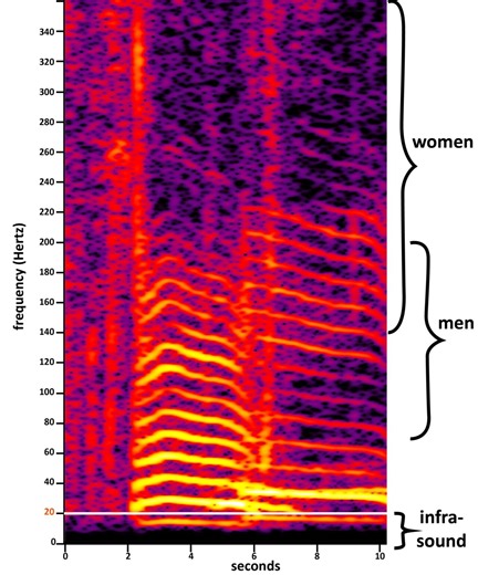 Elephant Sound – K. Lisa Yang Center for Conservation Bioacoustics