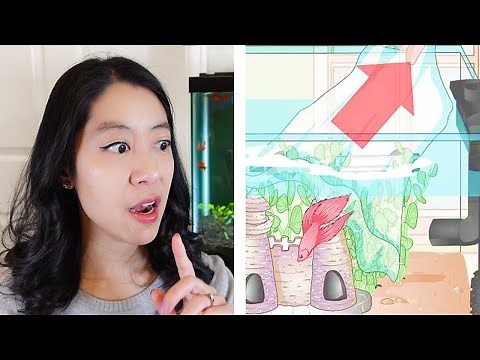 3 Ways to Acclimate Your Betta - wikiHow
