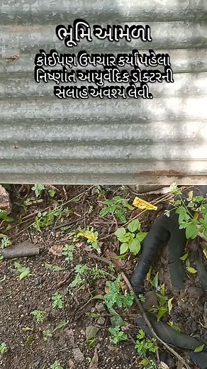 2.2K views · 7.8K reactions | ભૂમિ આમળા અલગ અલગ વિસ્તાર વાઈઝ કદાચ અલગ નામથી પણ ઓળખાતું હોય તો તમારા વિસ્તારમાં કયા નામથી ઓળખાય છે તે કોમેન્ટમાં જણાવજો. #viral #bhagidada #gujarat #nature #aayurveda #bhumiaavla #geer | Bhagirath Bhatt | Facebook