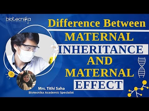 Difference Between Maternal Inheritance & Maternal Effect
