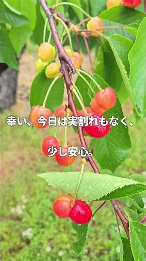 雨の農園で、小さな発見がありました。【山形_OD FARM】