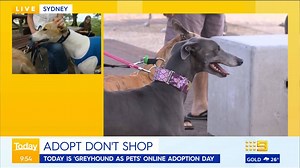 One positive of the year is the number of furry friends who found new homes to help people combat loneliness during the pandemic. #9Today | TODAY
