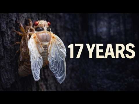 Periodical Cicada: The Insect That Waits 17 Years Underground
