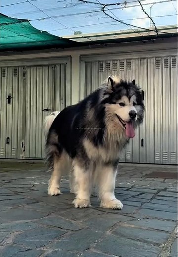 The Wolf Like Dog With Insane Strength