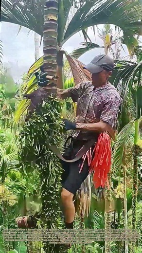 Cutting the Climb: Why a Palm Tree Needs Its Skin Back
