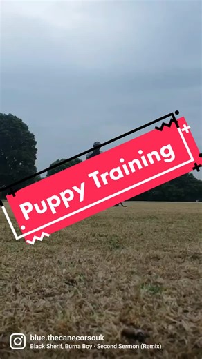 Flashback to one of Blue's first training sessions in the park💙🐕 #canecorso #canecorsos #canecorsoclub #dogsofinstagram #bigdogsofinstagram #puppy #puppies #dogstagram #puppiesofinstagram #canecorsofans #canecorsolovers #cutedogs #cutepuppies #staffy #flashbackfriday