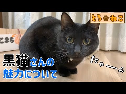 黒猫さんの魅力について＜性格や特徴など＞