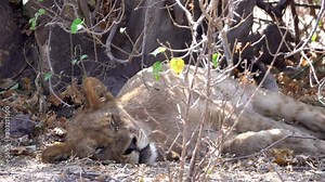 Sick Young lion lying on the ground A sick Young lion lying on the ground with flies on her body, Chobe National Park, Zimbabwe