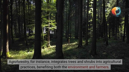 A Local Guide’s Fight Against Deforestation