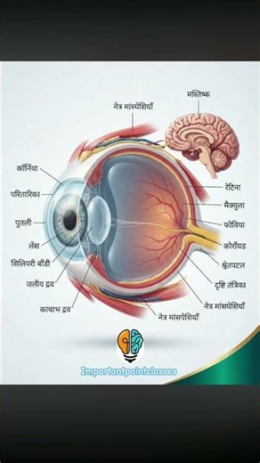 रोशनी की ये दुनिया, दिखाती हमारी आँखें! चलो समझें कैसे काम करती हैं ये आँखें! ब