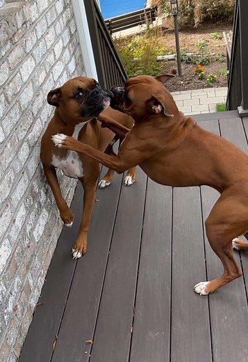 Rooney & her brother, everyone 😂 #boxerdogs #boxersoftiktok #dogsoftiktok #boxerdogsoftiktok #boxers