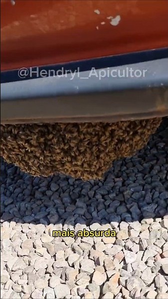 Swarm under the car #bees #rescue #beekeeping #swarm #apiary #nature #viral #fyp #reels