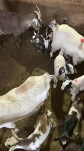 Pygmy goats. 3 mommas and 8 super cute babies to be sold this evening at our special poultry,small animal and exotic sale. Send pictures of your consignments to (540)-487-7372. | Shenandoah Valley Livestock Sales